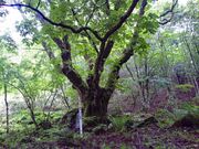 ����̋��� �����Ȃ̎ʐ^4