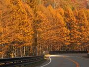 ��ˁE���Z�����炬�X���̎ʐ^3