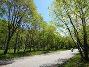 ��ˁE���Z�����炬�X���̎ʐ^8