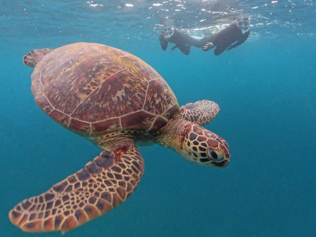 �ݐ؃c�A�[�Ȃ̂ł̂�т�C�ŗV�ׂ܂��I_LOUTRE ISHIGAKI