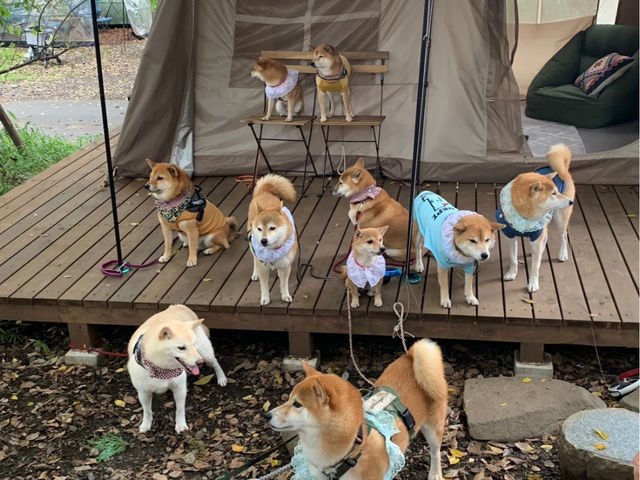 ���ꂾ����񂿂�񂪗��Ă����v�I_Grow Garden Toriyama