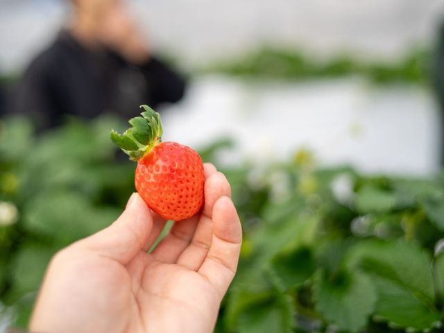 �w�^�������Ă���C�`�S�͐H�׍��ȏ؋��I_�T���x���[�_��