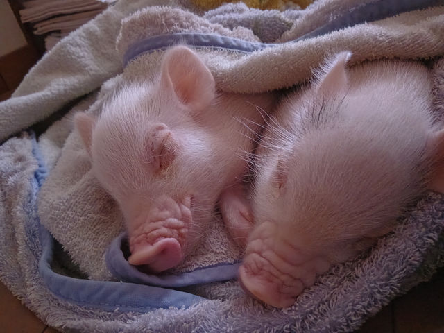 ObXQĂ܂I_XC[eB[sbOXt