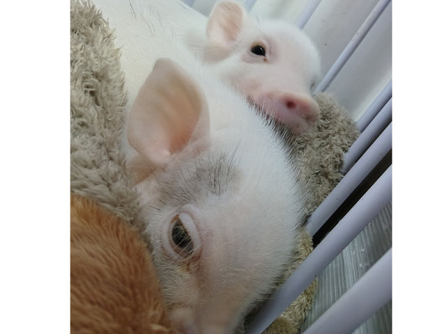 �����łӂꂠ���Ȃ̂œV��֌W�Ȃ��y���߂܂���_�X�C�[�e�B�[�s�b�O�X��t