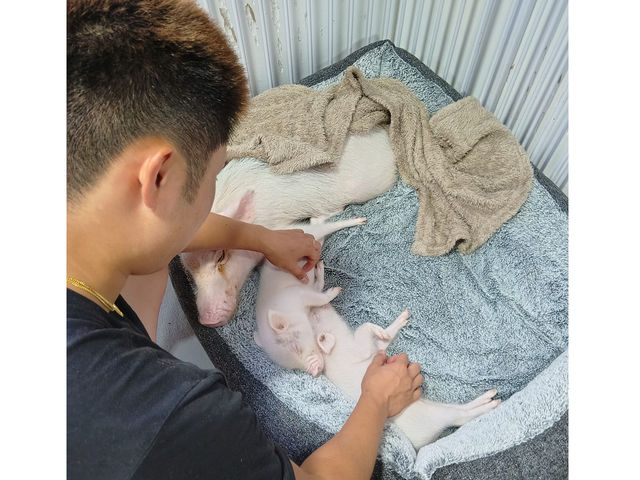 �݂�ȃu�^����̗��ɂȂ��Ă��A��ɂȂ��܂����_�X�C�[�e�B�[�s�b�O�X��t