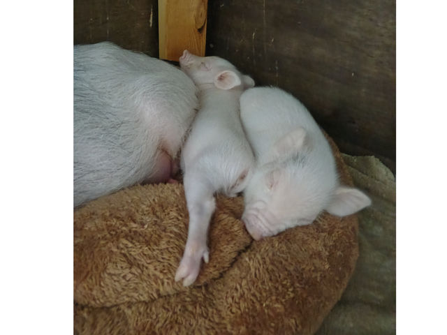 �s���ƐL�΂����r�������I�I_�X�C�[�e�B�[�s�b�O�X��t