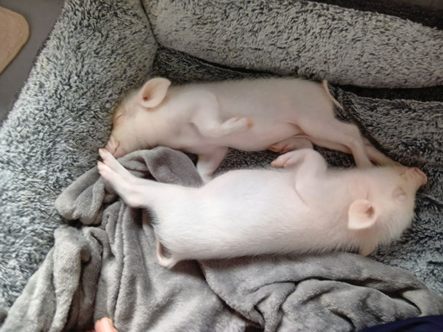 ���Ă��邾���ł�������_�X�C�[�e�B�[�s�b�O�X��t