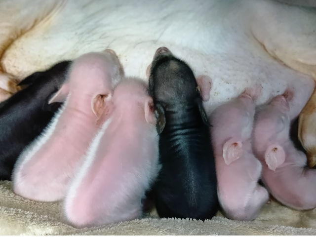 �X�C�[�e�B�[�s�b�O�X��t���I���J�h���S���̎ʐ^1