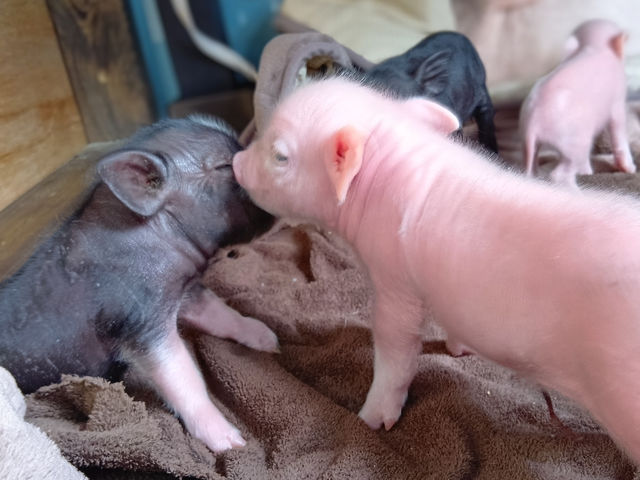 �Ԃ����u�^�����A�������ĉ����ł��I_�X�C�[�e�B�[�s�b�O�X��t���I���J�h���S��