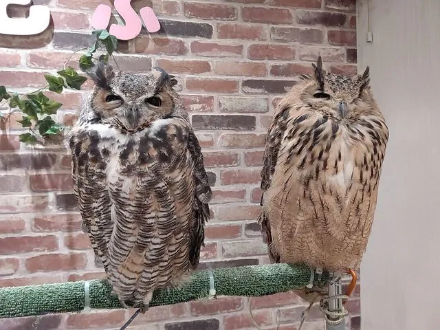 フクロウカフェもふもふ 新宿店