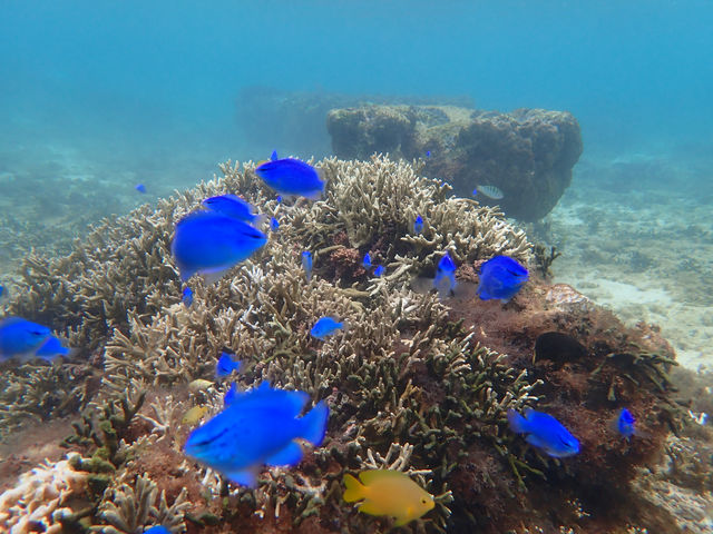 ���i�T�b�v�N���[�W���O�c�A�[���s���Ă���C��̉��ɂ́A��R�̃R�[�����t�B�b�V���B���M����҂��Ă��܂��B_Ehku Sup Okinawa