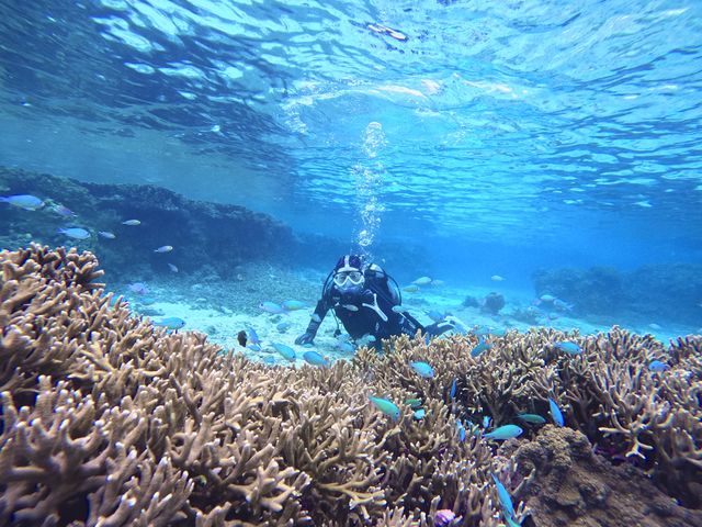 �{�Ó��_�C�r���OYOSHI(������[)