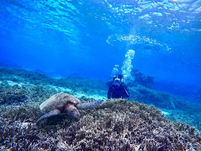 �{�Ó��_�C�r���OYOSHI(������[)