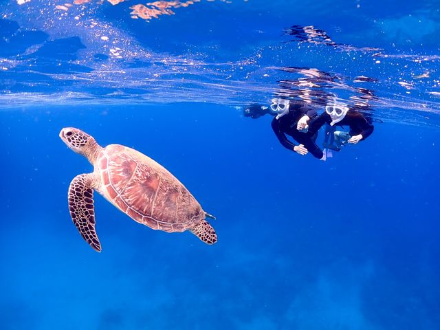 ���߂Ăł�����_�Ί_���_�C�r���O�T�[�r�X BlueSeod