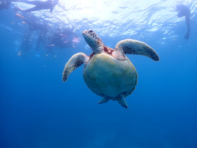 �Ί_���_�C�r���O�T�[�r�X BlueSeod