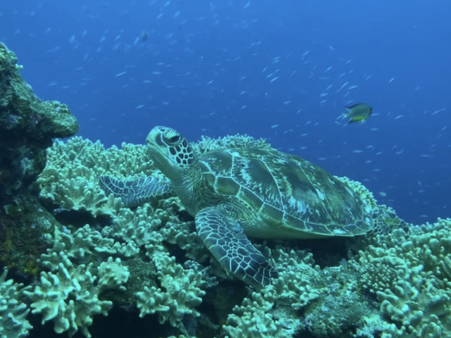 �l�ɉ�ɂ��Ăˁ�_Go Go Tour