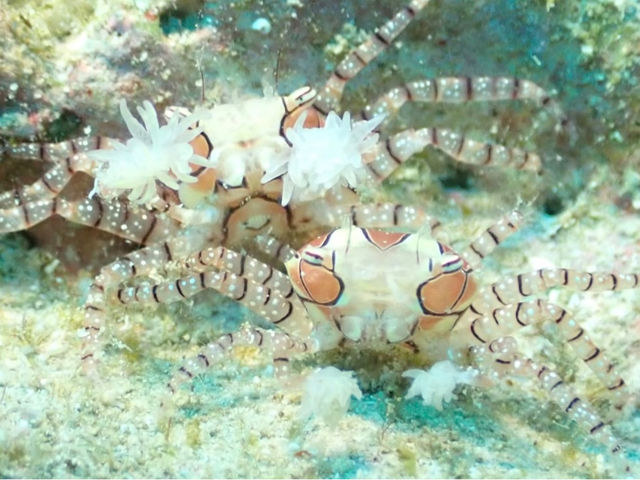 SAMURAI SCUBA