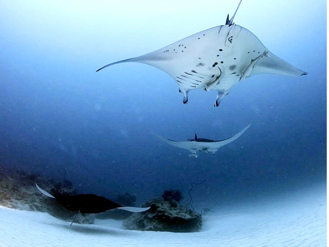 SAMURAI SCUBA