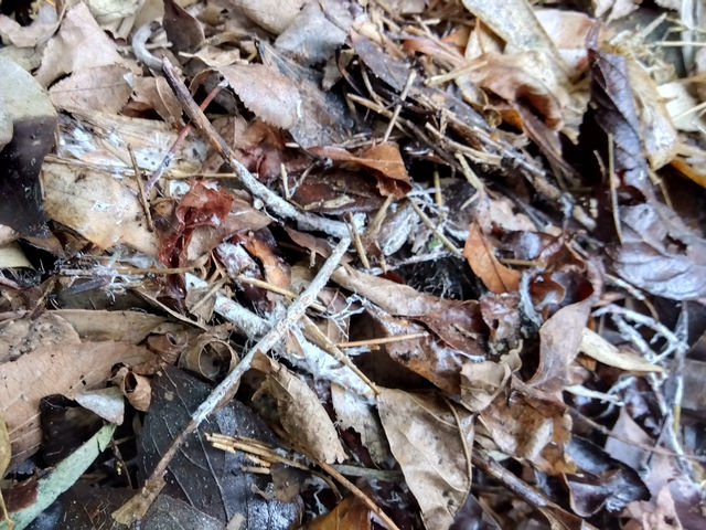 ����ۂ�������_�_�Ɩ��h �͐���