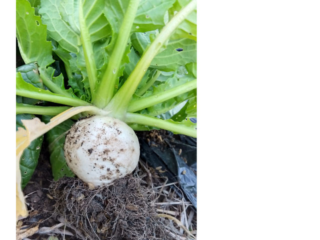 �ۂ���񌳋C���_�_�Ɩ��h �͐���