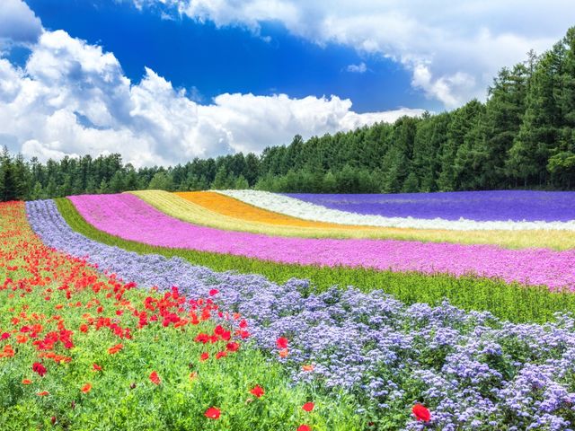 �l�G�ʂ̋u_YH���ۗ��s