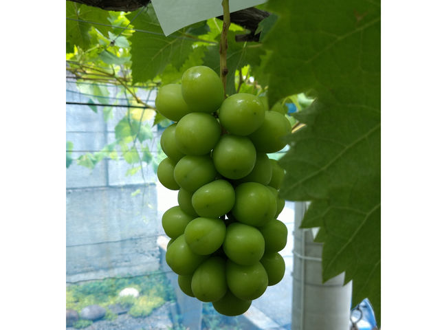 2024.7.30_�܂邹���_�� �Ԃǂ����