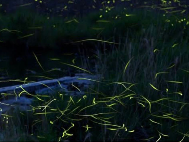 �A�C�A�[���g���x����ˉc�Ə�(������Ѓt�H�[���C�t)�̎ʐ^1