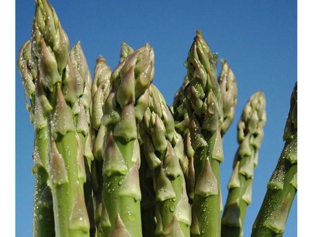 �ӂ�̏t�̏{�u�O���[���A�X�p���v_�ӂ�̃K�[�f���J�t�F