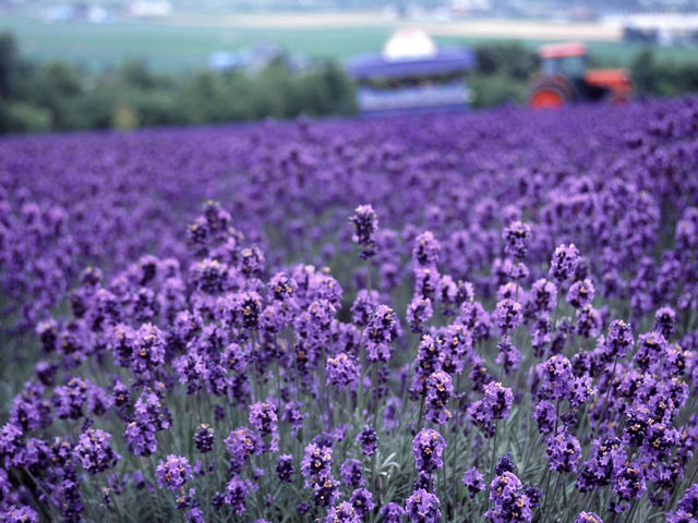 ���x���_�[���ƃg���N�^�[�o�X_�ӂ�̃K�[�f���J�t�F