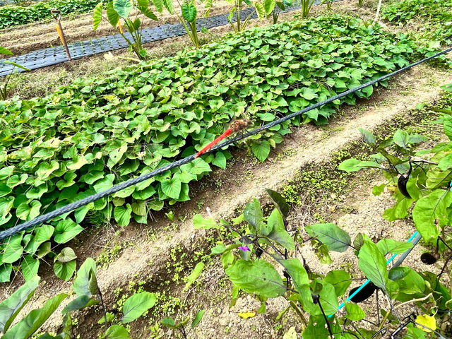 �G�߂̖�؂���ĂĂ܂��I�^�C�~���O�������Ύ��n�̌��ł��܂���_Ado�̐X