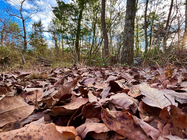 �����t�ŕ��t�y���܂��B���R�̏z����������Ado�̐X�I_Ado�̐X