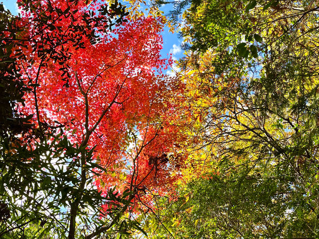 �g�t���Y��ł�_Ado�̐X