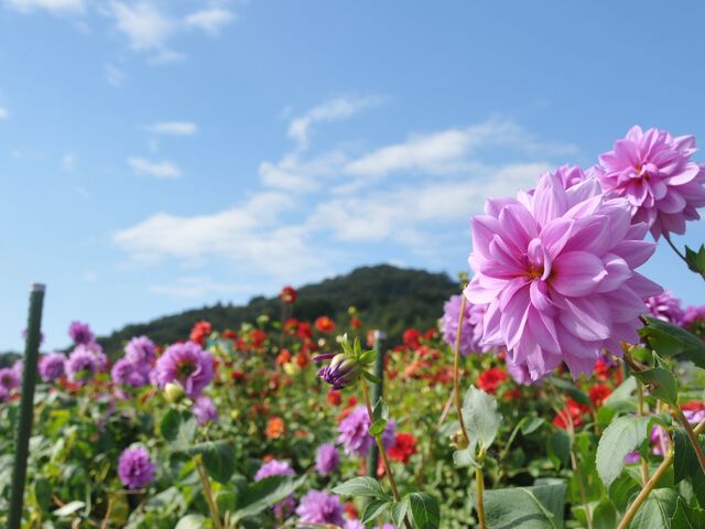 ��˃_���A���̎ʐ^1