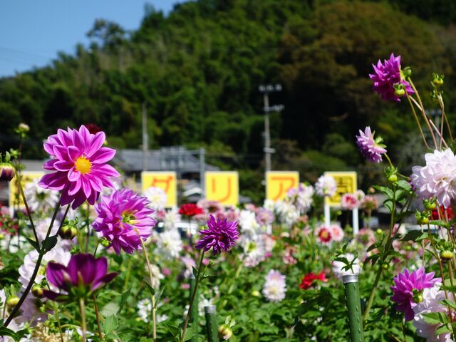 ��˃_���A��