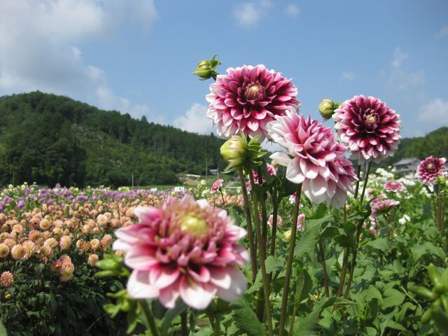 ��˃_���A��