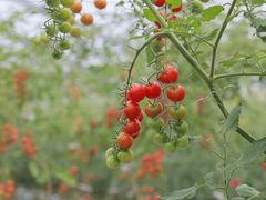 ������ЂĂ���������̎ʐ^1