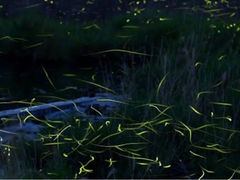 �A�C�A�[���g���x����ˉc�Ə�(������Ѓt�H�[���C�t)�̎ʐ^1