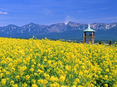 �ӂ�̃K�[�f���J�t�F�̎ʐ^1