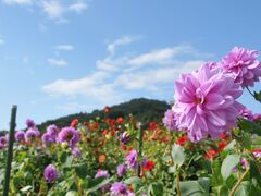 ��˃_���A���̎ʐ^1