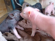 �X�C�[�e�B�[�s�b�O�X��t���I���J�h���S���̎ʐ^4