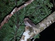 lC`[cA[ ܂܁[Ί_̎ʐ^2