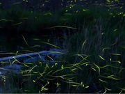 �A�C�A�[���g���x����ˉc�Ə�(������Ѓt�H�[���C�t)�̎ʐ^2