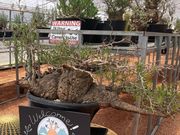 HAKONEKO PLANTS̎ʐ^1