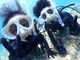 Ί__CrOT[rX BlueSeod̎ʐ^2