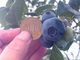 BLUEBERRY BASE MOKA(u[x[x[X)̎ʐ^3
