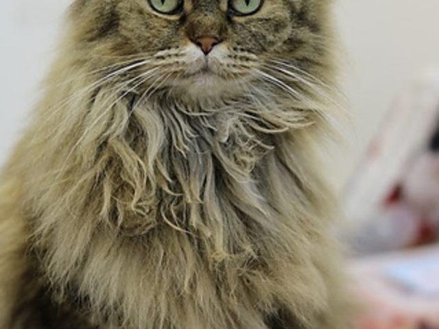 Cat Cafe ɂ񂱂Ƃ̎ʐ^1