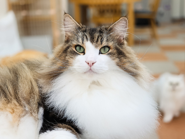 Cat Cafe �ɂ�񂱂Ƃ̎ʐ^1