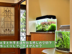 Coffee&Aquarium Cafe Grass R[q[AhANAE JtFOX̎ʐ^1