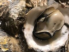 かきまるの写真1