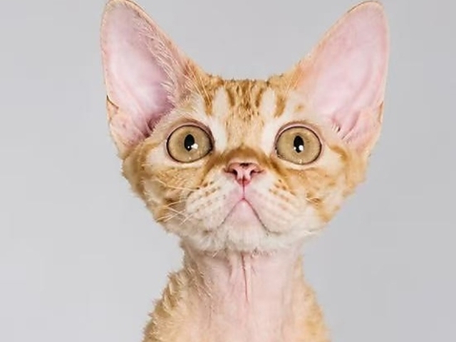 Future Pets Cat Cafe �̎ʐ^1